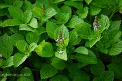 Plectranthus rotundifolius